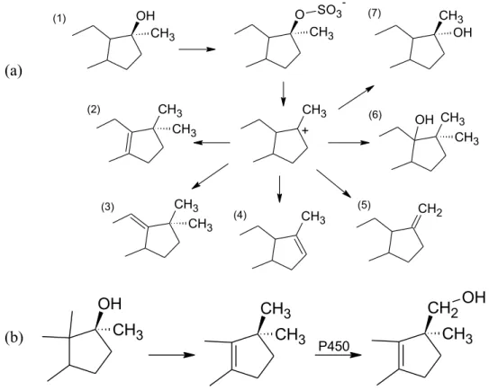 Figure  3.1 :  Schéma  des  réactions  possibles  post-sulfoconjugaison pour  les stéroïdes  avec  un 17α-méthyl  (a) (Schanzer et al., 1992) ainsi que la formation enzymatique de 17-CH 2 OH (b) (Schänzer W et  al., 2006)