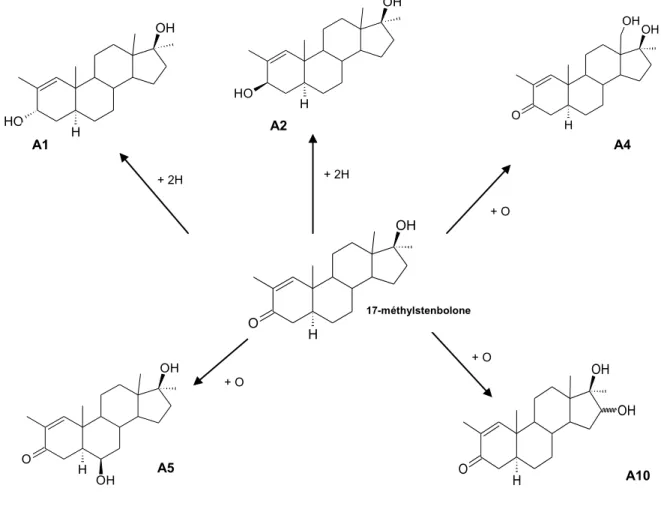 Figure 3.9 : Résumé des voies métaboliques hépatiques proposées de la méthylstenbolone