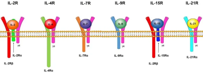 Figure 1 : Les récepteurs des cytokines dépendantes de la chaine γc. Chacun des récepteurs des  cytokines de cette famille partage la chaine γ du récepteur de l’IL-2 (γc) et une chaine α spécifique
