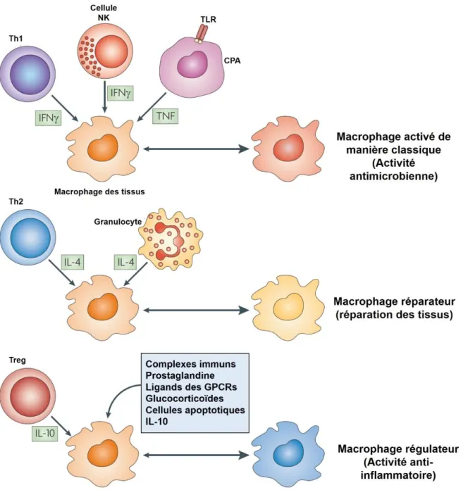 Figure 5. Diversité des fonctions biologiques des macrophages en réponse à différents stimuli