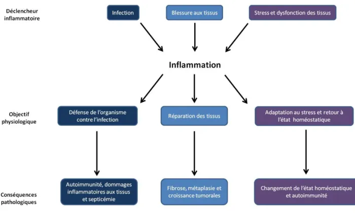 Figure 6.  Les  conséquences  physiologiques  et  pathologiques  en  fonction  de  l’agent  pro- pro-inflammatoire