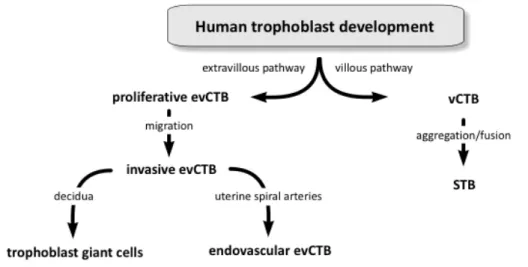 Figure  1.2:  Voies  de  différenciation  du  trophoblaste  humain.  Les  cytotrophoblastes  se  différencient  en  cytotrophoblaste  villeux  (vCTB)  et  extravilleux  (evCTB)