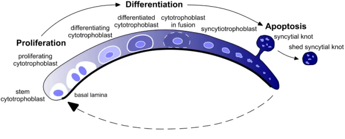 Figure  1.4:  Renouvellement  du  trophoblaste  villeux.  Le  trophoblaste  villeux  est  formé  des  cytotrophoblastes  souches  prolifératives  qui  sortent  du  cycle  cellulaire  et  se  différentient  en  cytotrophoblaste  villeux
