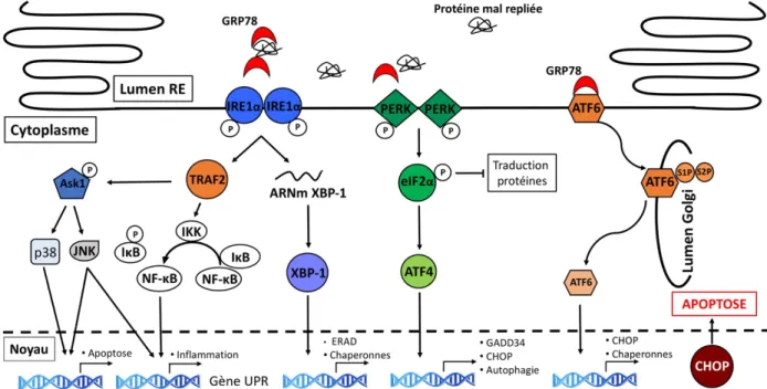 Figure  1.7:  Voie  de  signalisation  de  l’unfolded  protein  response  (UPR).  L’activation  de  l’UPR  suite  à  l’accumulation  de  protéine  mal  repliée  dans  le  lumen  du  Reticulum  endoplasmique  (RE),  entraîne  l’activation  des  protéines si