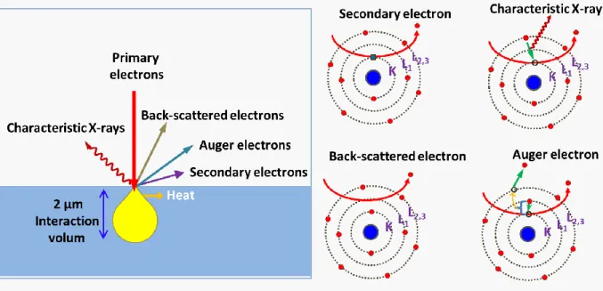Figure 3.8 Signals generated from the interaction between SEM electron beam and specimen under  study