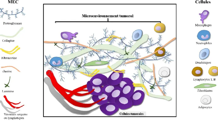 Figure  4:  Le  microenvironnement  tumoral.  Schématisation  de  divers  composants  du  microenvironnement  tumoral 