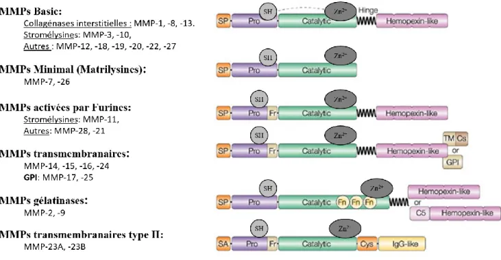 Figure 6: Classification et schématisation de la structure des MMPs. Les MMPs sont constituées d’un pro- pro-domaine N-terminal, d’un pro-domaine catalytique qui est relié par une région charnière flexible au pro-domaine  hemopexine C-terminal