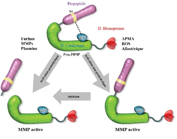 Figure  7:  Mécanisme  d'activation  des  pro-MMPs.  La  forme  zymogène  des  MMPs  est  maintenue  par  un  lien  électrostatique  entre  le  groupement  thiol  d’un  acide  aminé  cystéine  du  pro-domaine  et  l’ion  Zn 2+   du  domaine  catalytique