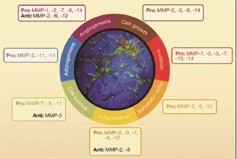 Figure 8: Dualité fonctionnelle des MMPs dans la tumorigenèse. Adaptation de (Kessenbrock et al., 2010) 