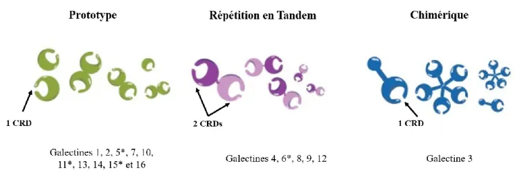 Figure 9: Classification des galectines chez les mammifères. Schématisation de l’organisation structurale des  galectines, adaptation de (R
