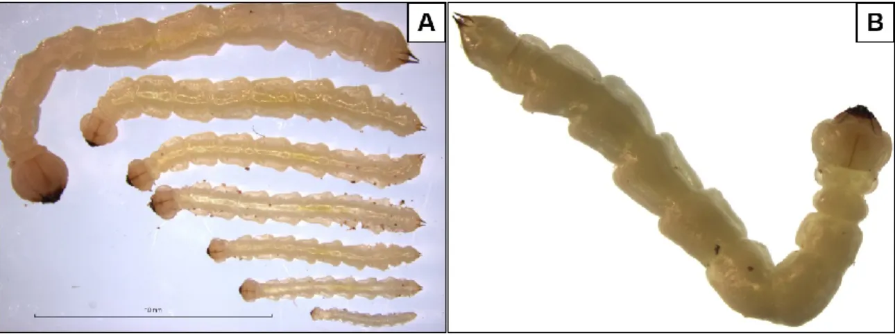 Figure 1.2 : Développement larvaire. Augmentation de la taille des larves au cours du développement jusqu’au  repliement en forme de J (A); repliement de la larve en forme de J (B); (Photographie R