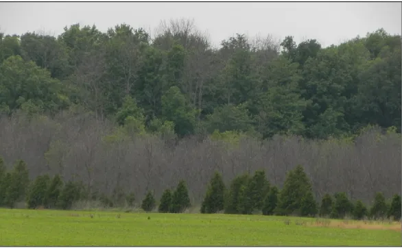 Figure 1.3 : Forte mortalité causée par l’agrile du frêne sur des arbres d’une plantation de frênes située dans le  sud de l’Ontario (Photographie : C