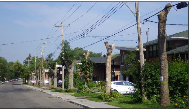 Figure 1.4 : Rue de Montréal dont la majorité des arbres ont dû être coupés à la suite des ravages causés par  l’agrile du frêne (Photographie : R