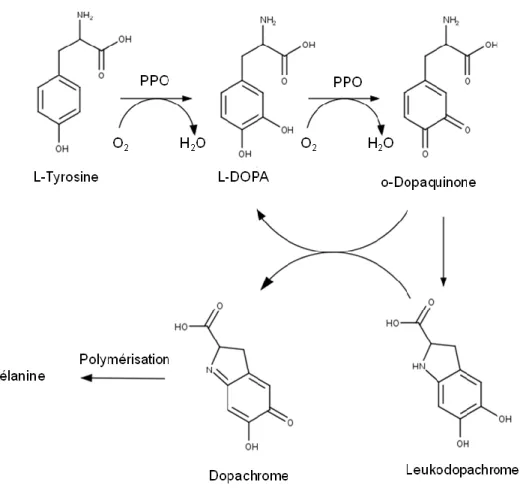 Figure 1.1 Mécanisme de dégradation de phénol aboutissant au brunissement par la formation de  mélanine, adapté de Falguera et al