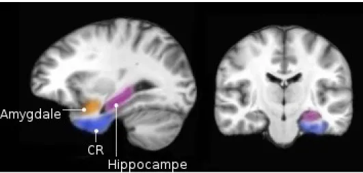 Figure 2. Structures du LTM impliquées dans la mémoire (Auclair et al., non publié)  CR: Cortex rhinal (impliquant les cortex entorhinal et périrhinal) 