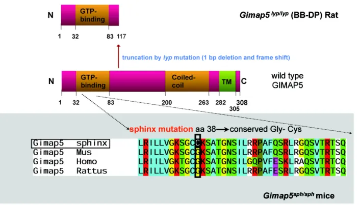 Figure 1-2. Schematic representation of Gimap5 mutation. 
