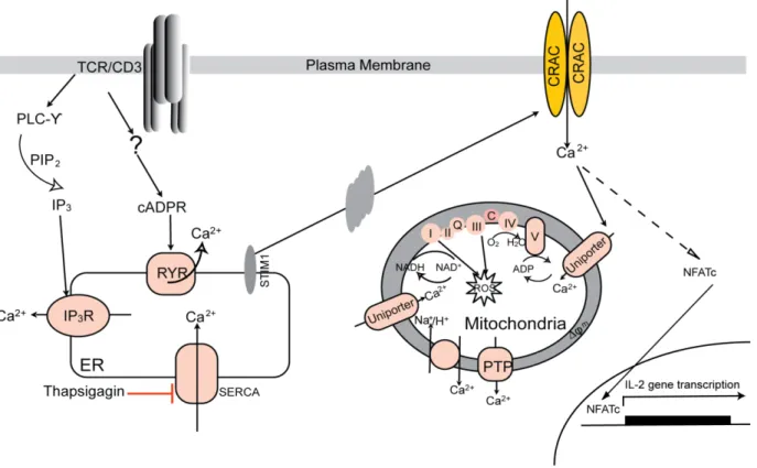 Figure 1-3. Ca 2+  signaling in T cells.  