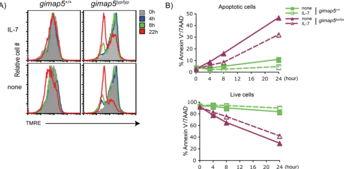 Figure 1-6. IL-7 does not prevent the loss of ΔΨm and apoptosis in Gimap5 lyp/lyp  CD4 +  T cells
