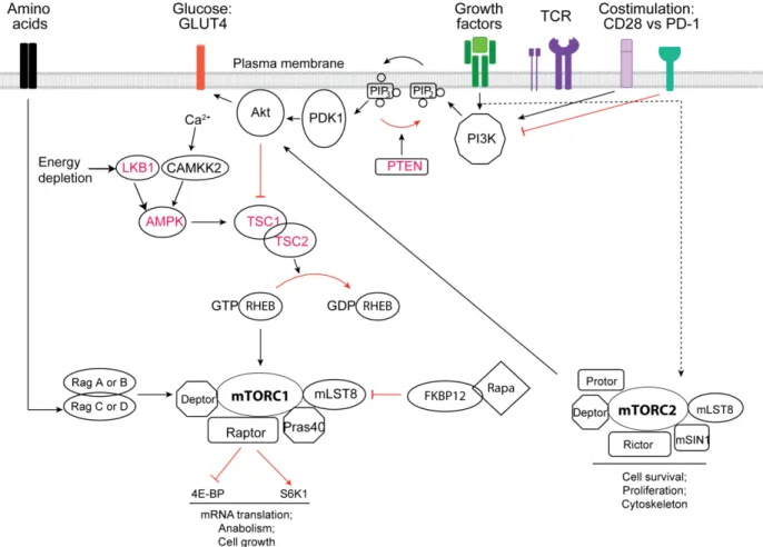 Figure 1-7 The mTORC network and key regulatory factors. 