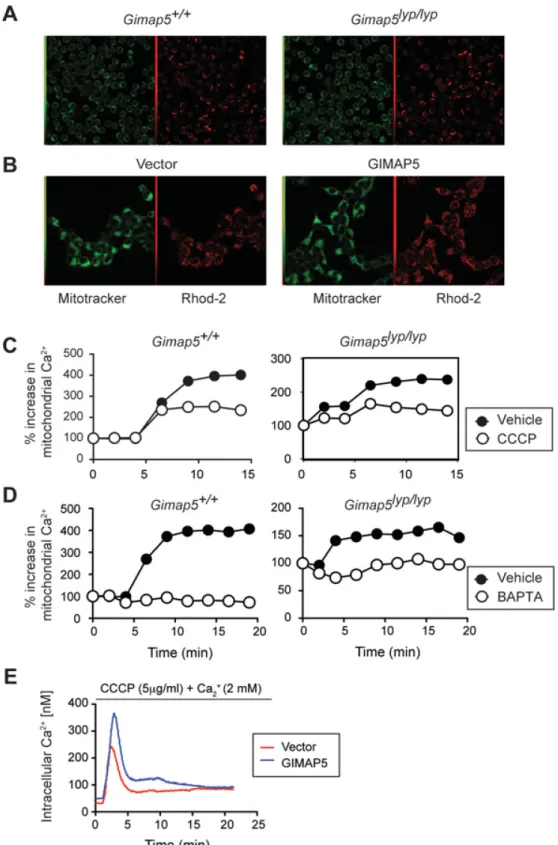 Figure 3 Impaired accumulation of [Ca 2+ ] m  is not an intrinsic mitochondrial defect in Gimap5 lyp/lyp  T-cells   (A) CD4 +  T-cells from Gimap5 lyp/lyp  and control rats or (B) GIMAP5-transfected HEK-293 cells were loaded with  Rhod-2 and MitoTracker® G