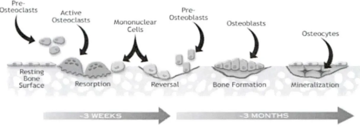 Figure 1 : Le remodelage osseux 