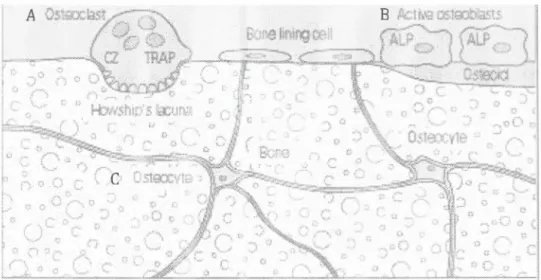 Figure 2 : Les cellules osseuses. 