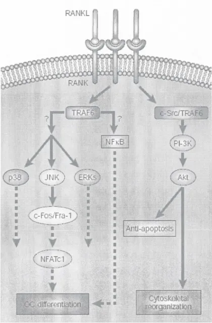 Figure 4: Signalisation dans l'ostéoclaste après stimulation par RANKL 