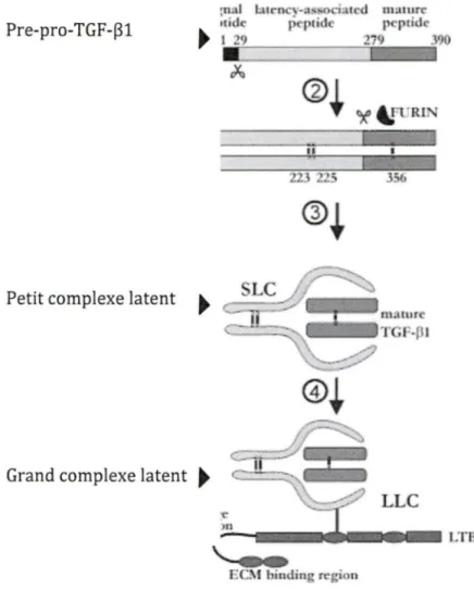 Figure 7: Synthèse du  TGF-~ 