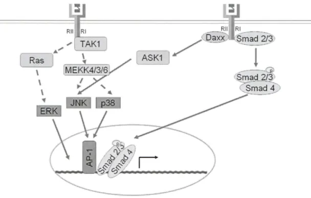 Figure 8 : Signalisation de la voie des Smads et de la voie des MAPK 
