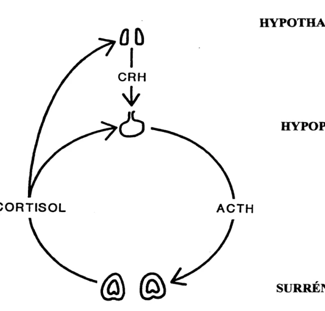 Figure  2 :  Régulation  de  la  sécrétion  des  glucocorticoïdes.  L' ACTH  produite  par  l'hypophyse  antérieure  suite  à  la  stimulation  par  la  CRH,  active  la  sécrétion  des  glucocorticoïdes  au  niveau  des  glandes  surrénales