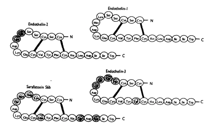 Figure 3  : Séquence en acides aminés des trois  membres de la famille  des  endothélines