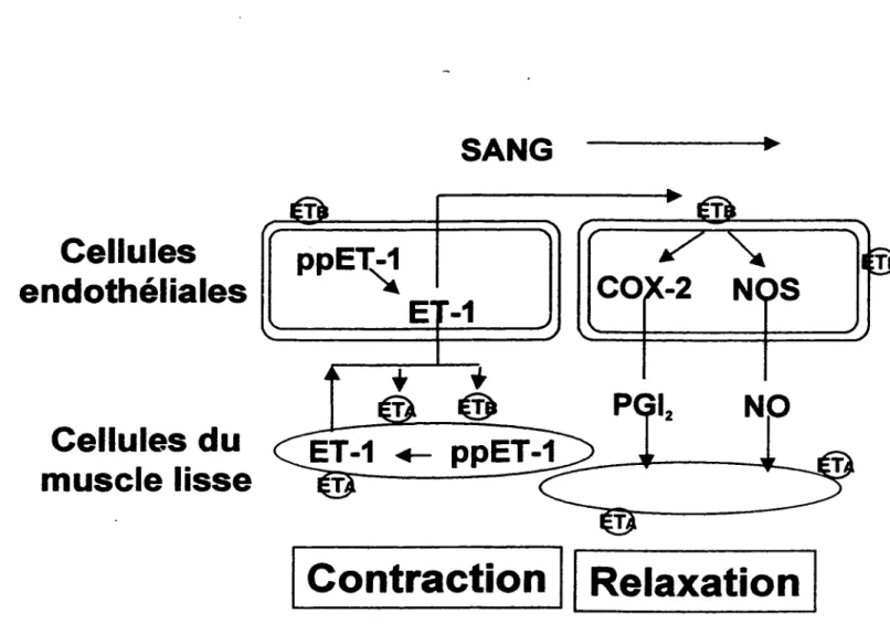 Figure 4 : Régulation de l' endothéline-1 dans la paroi vasculaire. 