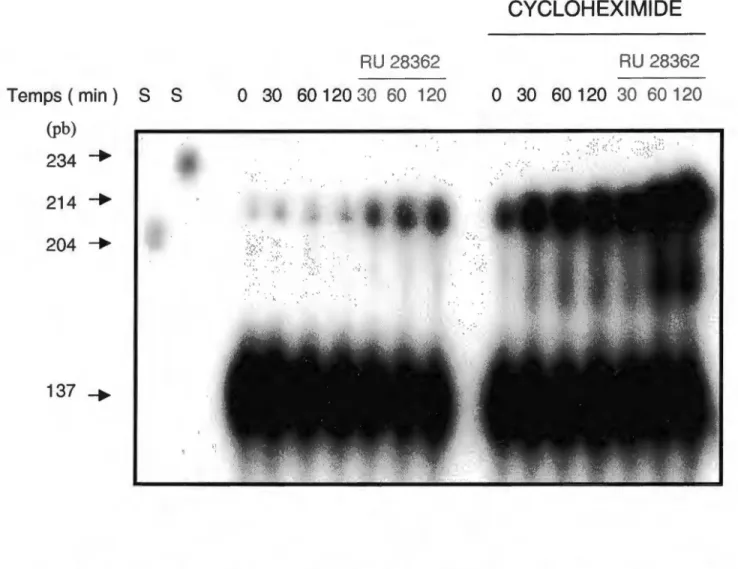Figure  11.  Effet de la cycloheximide et du RU 28362 sur l'expression de I' ARNm de  la ppET-1 dans les CMLV