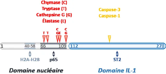 Figure 1. Structure de l’IL-33 et sites de clivages. Le domaine nucléaire en N-terminal  est indiqué en gris, avec le site de liaison aux histones (aa 40 à 58) et le site de liaison à  p65 (aa 66 à 109)