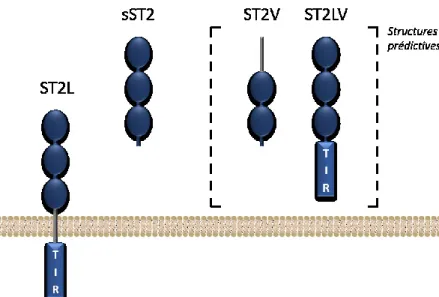 Figure 2. Les isoformes du récepteur ST2. L’isoforme longue ST2L est composé d’un  domaine  TIR  intracellulaire,  d’un  domaine  transmembranaire  et  de  trois  domaines  immunoglobulines extracellulaires
