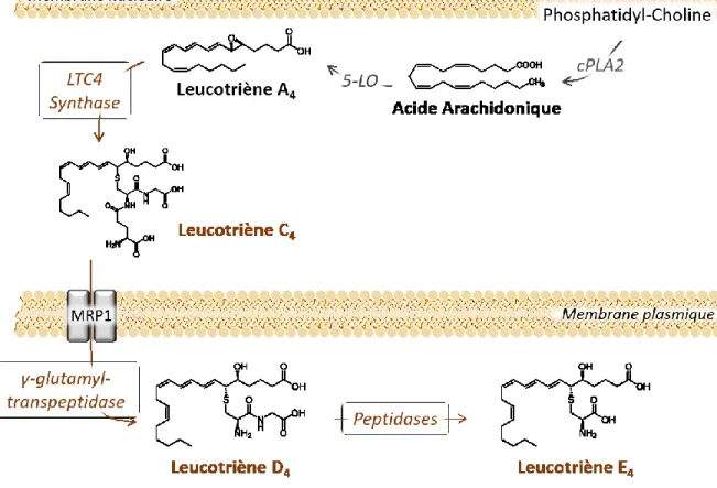 Figure 4. Synthèse des cystéinyl-leucotriènes à partir de l’acide arachidonique. 