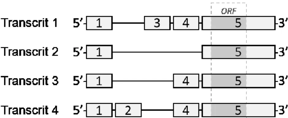 Figure 5. Les transcrits alternatifs de CysLT1. Les exons 1 à 5 sont représentés par les  cases en gris pâle