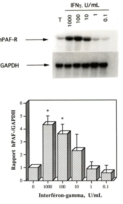 Figure  2:  Effet  concentration-réponse  de  l'IFNy sur  l'accumulation  d'ARNm du  hPAF-R 