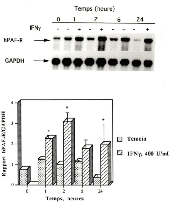 Figure  4:  Cinétique  d'accumulation  de  l'ARNm  du  hPAF-R  induite  par  l'IFNy 
