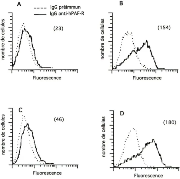 Figure 5:  Analyse  cytofluorométrjgue de  l'expression  du  hPAF-B des  monocytes traités  avec  l'I FNy 