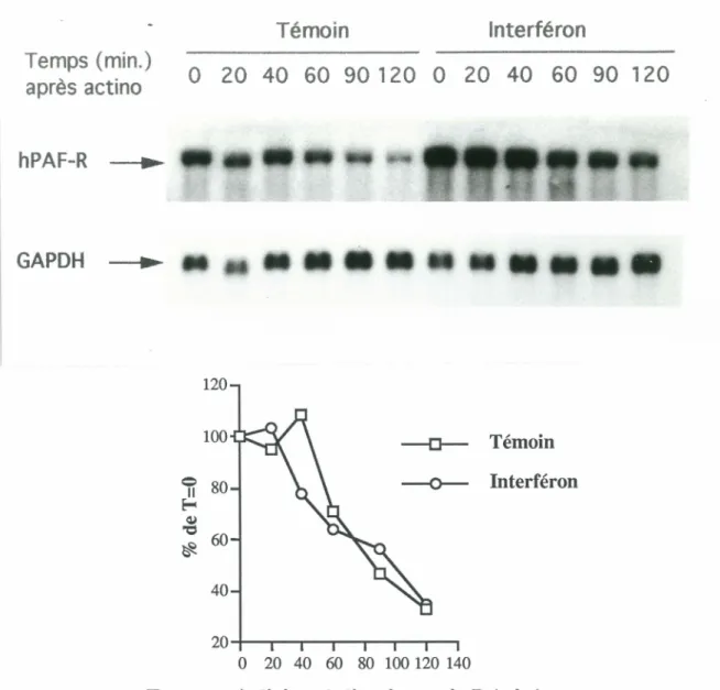 Figure  7:  Évaluation  de  la  demi-vie  de  l'ARNm  du  hPAF-R  chez  les  cellules  témoins  et  traitées  à  l'IFNy 