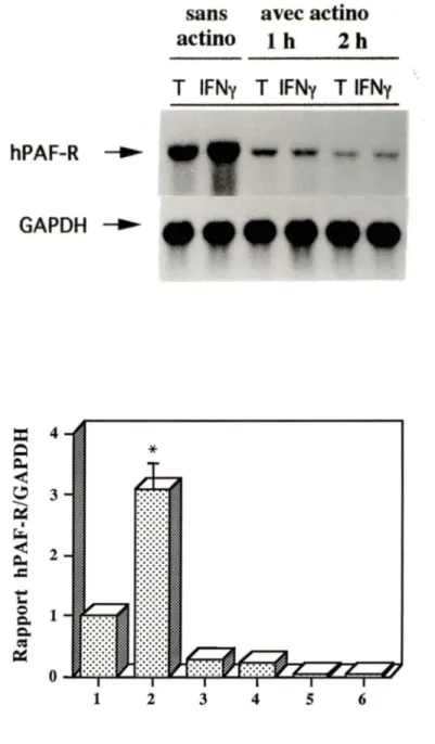 Figure  8:  Effet  du  prétraitement  à  l'actjnomycine  D  sur  l'accumulation  d'ARNm  du  hPAF-R  induite  par  l'IFNy 