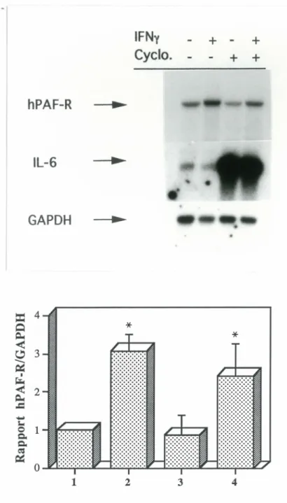 Figure  9:  Effet  du  prétraitement  à  la  cycloheximide  sur  l'accumulation  d'ARNm  du  hPAF-R  induite  par  l'IFNy 
