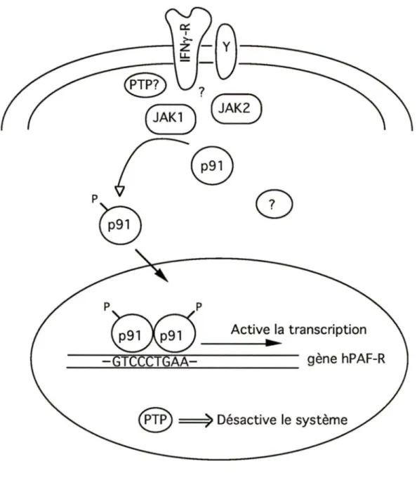 Figure  11:  Résumé  de  la  yoje  possible  d'actjyatjon  du  gène  hPAF-R  par  l'IFNy 