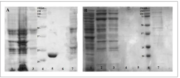 Figure 15 : Purification de CD2830m et CD2831mHis  