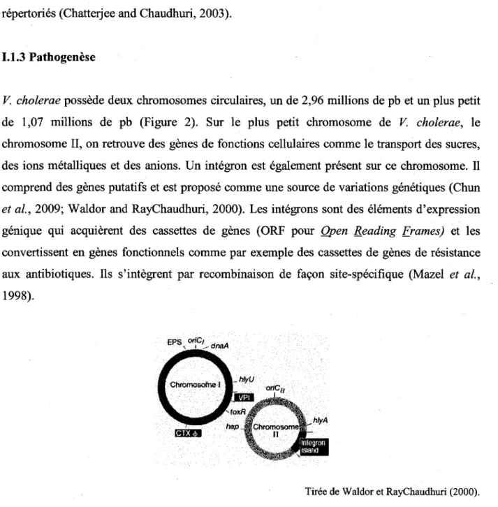 Figure 2 : Localisation des differents loci sur les deux chromosomes de V. cholerae requis pour sa  virulence