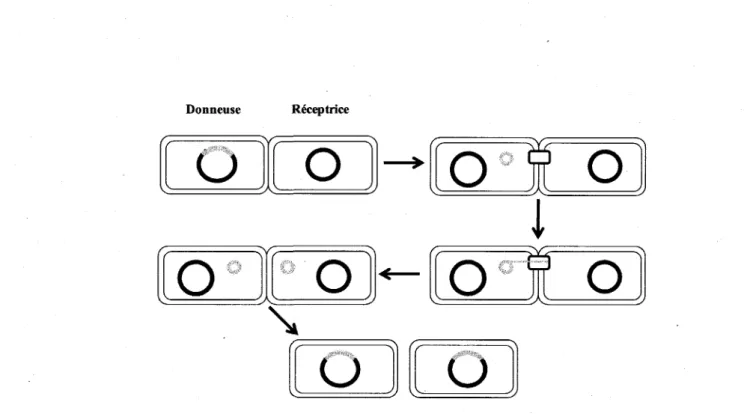 Figure 4 : Representation schematique du transfert conjugatif des ICE de la famille SXT/R391