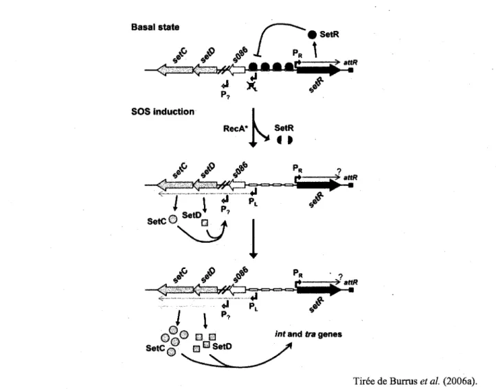 Figure 5 : Representation schematique de l'induction du transfert des ICE de la famille SXT/R391