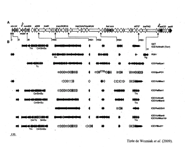 Figure 6 : Comparaison de la structure des genomes de 13 ICE de la famille SXT/R391. 