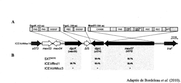 Figure 7 : Analyse de la sequence de la region variable s073-traF de plusieurs ICE de la famille  SXT/R391 demontrant des genes predits encodant des DGC